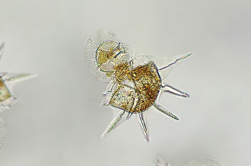 A diatom, which is a type of phytoplankton,under the microscope